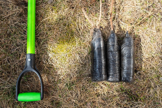 Seedlings of fruit bushes and trees in tubes ready to plant in the garden Preparation for planting growing natural berries in the garden bed