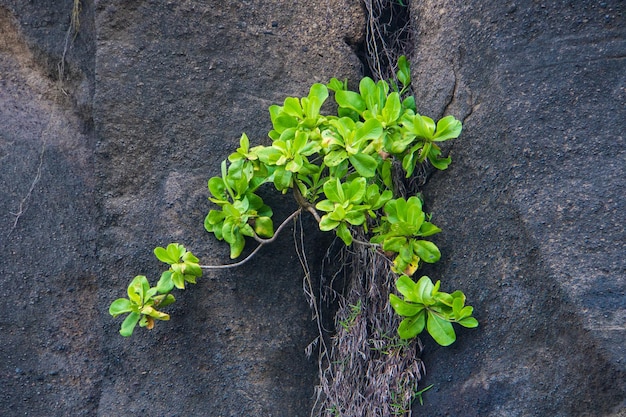 Photo seedlings green leaves on lava rock