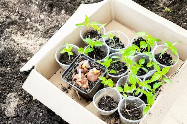 Seedlings of green plants in cups in box on ground in greenhouse ready for planting in soil garden