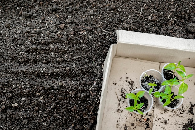 有機栽培の庭の農業栽培移植農業の概念で春夏の土壌に植える準備ができている温室の地面にある箱のカップに入った緑の植物の苗