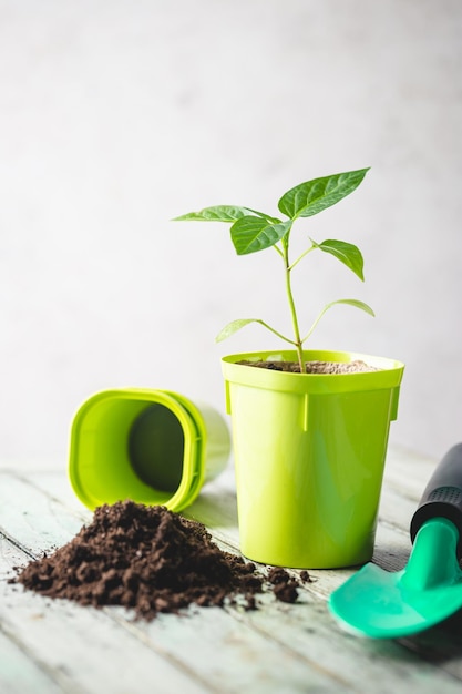 Seedlings in green plastic pots