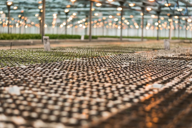 Seedlings in the greenhouse