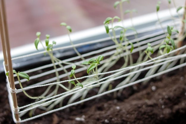 Seedlings in the ground on the windowsill