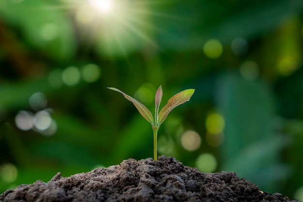 Seedlings grow from fertile soil with bright morning sunlight and a blurred green background Concept of ecological balance and plant growth in nature