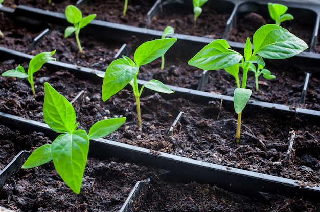 Seedlings growing in black pot