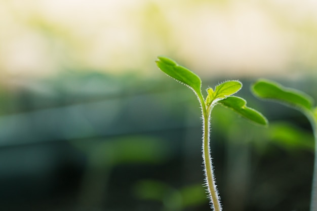 Photo seedlings growing in boxes reaching for the shining sunlight.