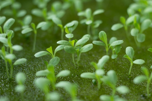 Seedlings growing salad vegetables in a sponge.