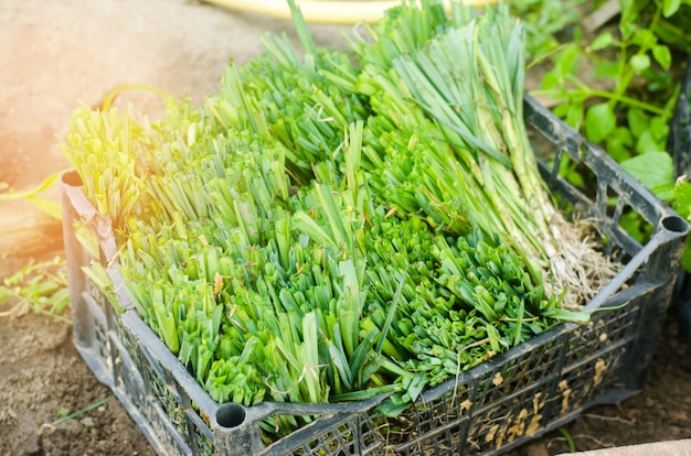 ネギの苗は畑に植える準備ができている。農業、野菜、オーガニック