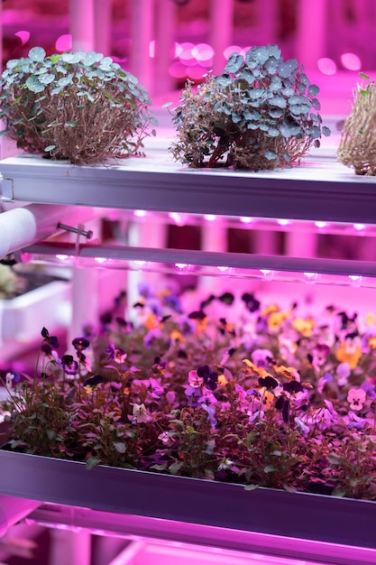 Seedlings of nasturtium and pansies growing in hothouse under purple led light hydroponic indoor