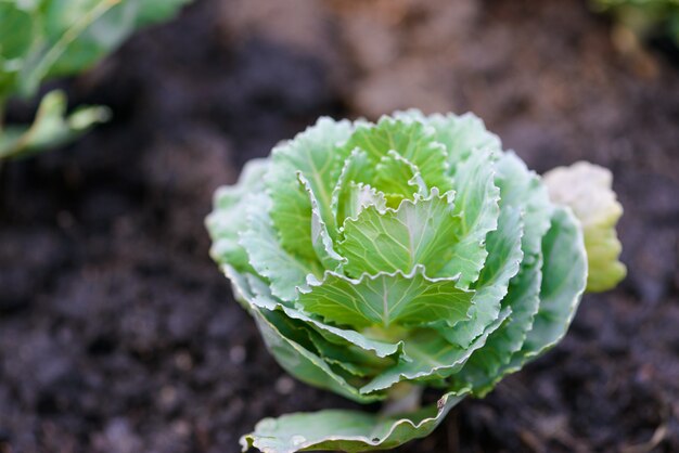 苗、観葉植物