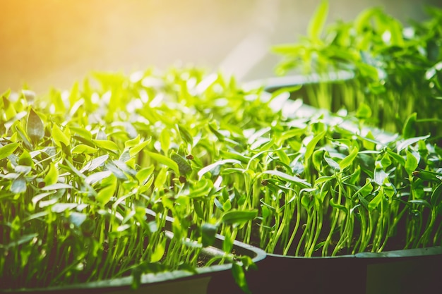 Seedlings of pepper. Green leaf texture. Leaf texture background.