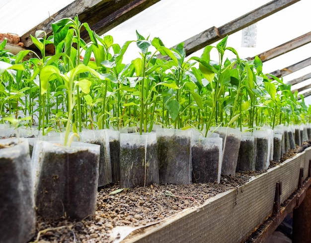 Seedlings of pepper Pepper in greenhouse cultivation Seedlings