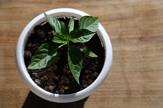 鍋にコショウの苗を植える家庭で野菜を育てる