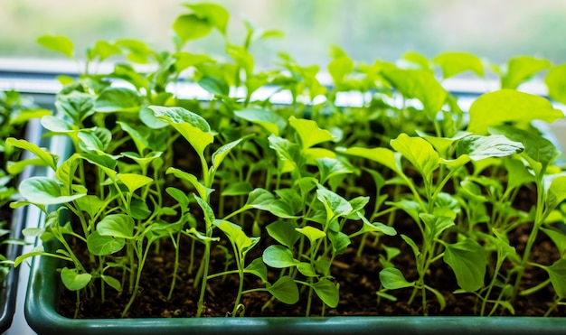 Seedlings of pepper in pots on the windowsill. Selective focus.nature