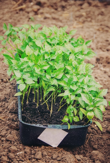 Seedlings of pepper in pots on the windowsill. Selective focus.