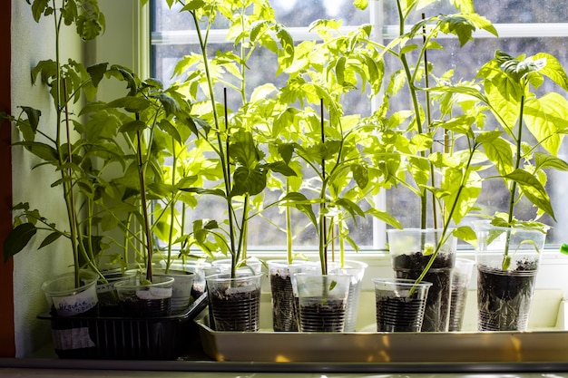 Seedlings of pepper on window sill under bright sunlight through white frame