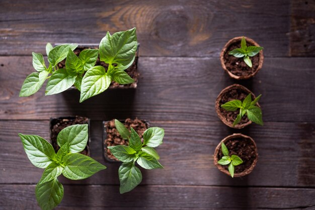 Piantine di peperoni in vasi di torba su uno sfondo di legno concetto di giardinaggio primaverile