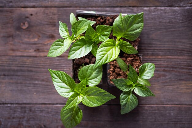 Piantine di peperoni in vasi di torba su uno sfondo di legno concetto di giardinaggio primaverile