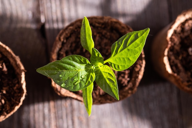 Seedlings of peppers in peat pots on a wooden background Spring gardening concept