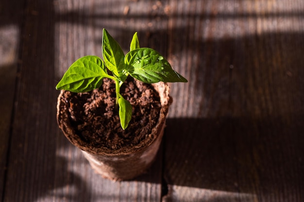 Seedlings of peppers in peat pots on a wooden background Spring gardening concept