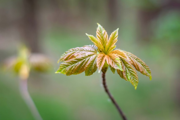 Seedlings planted near the forest with young leaves in spring.