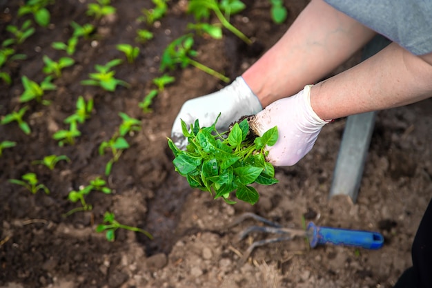 Seedlings for planting garden plants in the spring. 