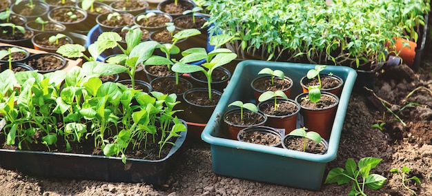 Seedlings for planting garden plants in the spring. 