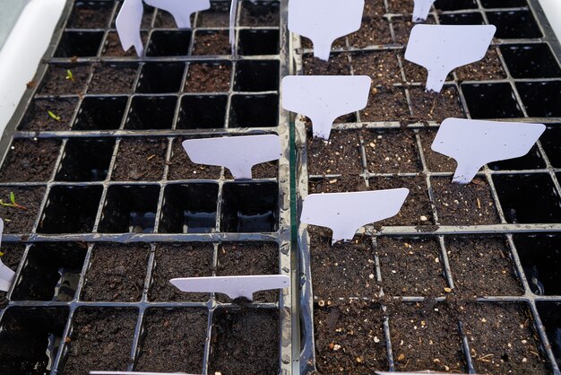 seedlings plants in an orchard