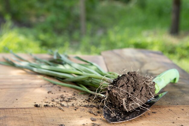 Seedlings plants in pots and garden tools on the wooden table green trees background gardening concept