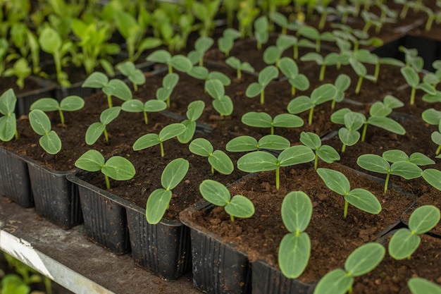 Seedlings in platstmass containers