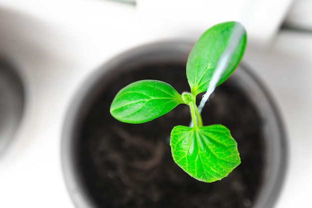 Seedlings in pots. Baby plants seeding.