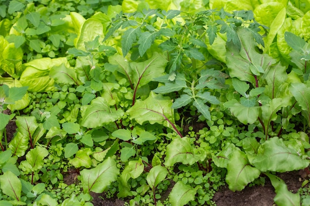 Seedlings of radish on the beds in the spring garden