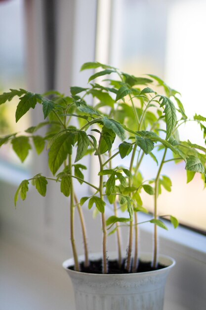 クローズアップトマトの芽の赤いトマトの苗