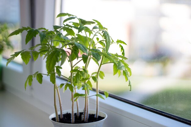 Seedlings of red tomatoes in closeup Tomato sprouts