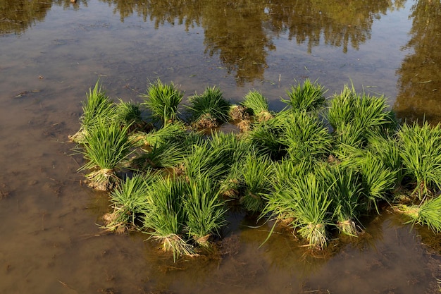 Seedlings of rice in flooded rice paddy closeup view with selective focus