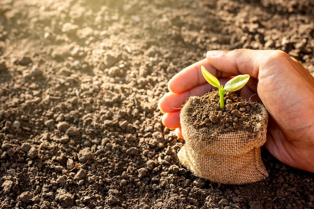 Photo seedlings in a sack are placed on the ground.