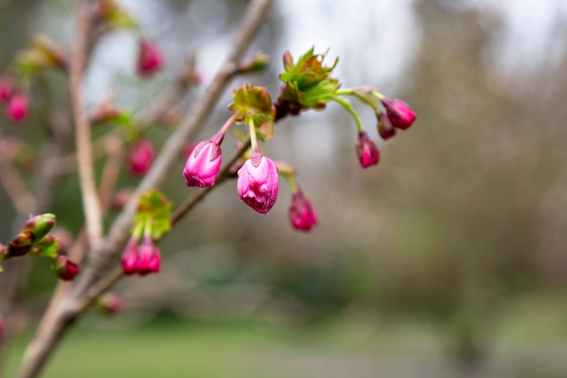 Seedlings of sakura by name Prunus serrulata, pink buds on a branch, early spring