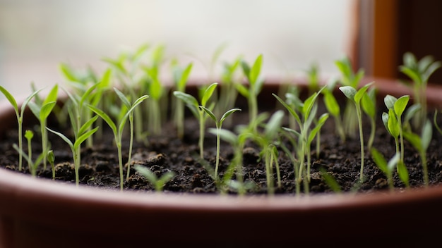 Seedlings Small green chili plant