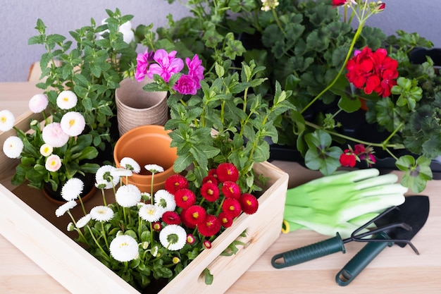 Seedlings of spring beautiful flowers and gardening tools in a wooden box
