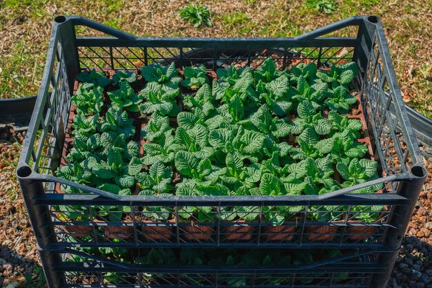 公園に植えるための植物を準備する箱の中の春のサクラソウの花の苗 こんにちは春の都市造園ガーデニングや季節の仕事