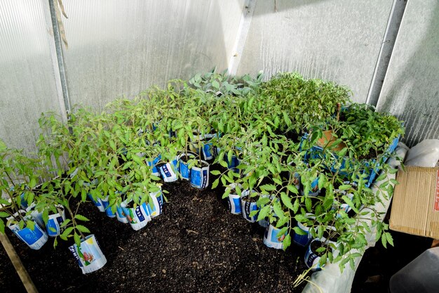 Seedlings of tomato Growing tomatoes in the greenhouse Seedlin