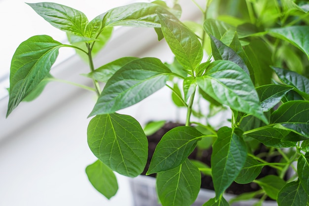 Seedlings of tomato and pepper on the windowsill