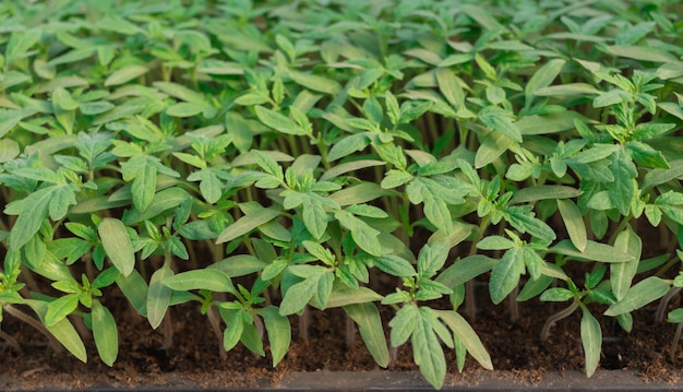 Seedlings of tomatoes from seeds in the greenhouse