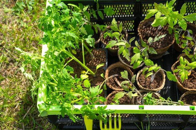 Seedlings of tomatoes in peat glasses in the drawer for planting on a garden bed in the spring