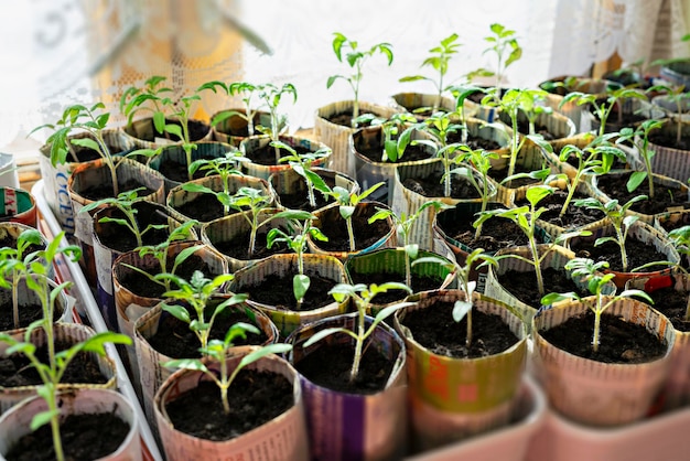 Seedlings of tomatoes and peppers in paper cups from old newspapers on the window growth plants