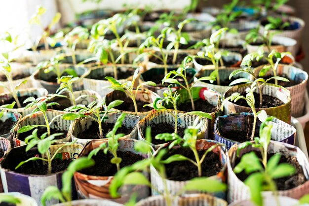 窓の成長植物の古い新聞からの紙コップのトマトとピーマンの苗