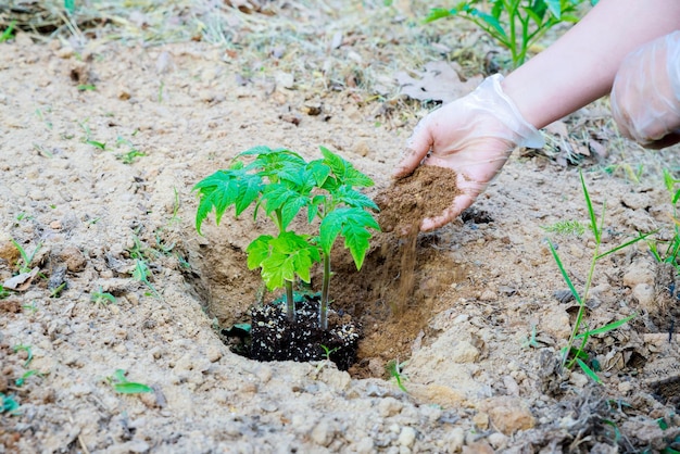 Seedlings of tomatoes planted in the ground