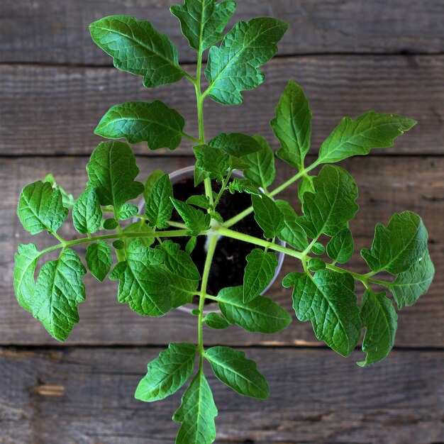 Seedlings of tomatoes spring