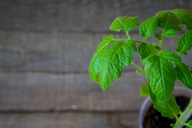 Seedlings of tomatoes spring