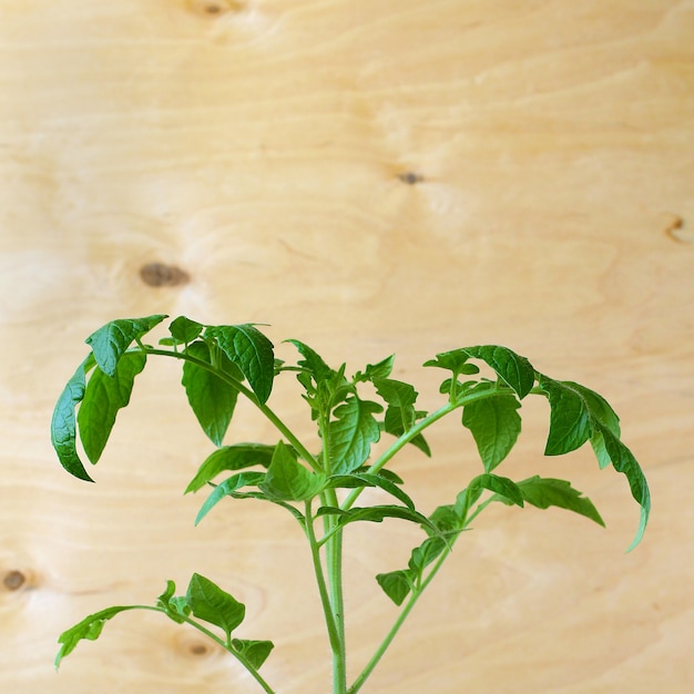 Seedlings of tomatoes